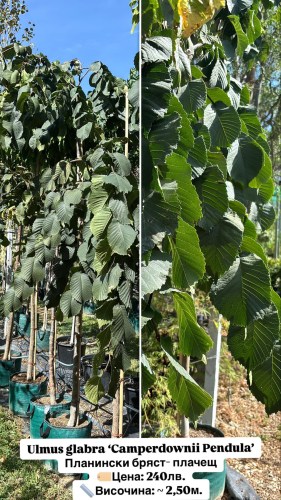 ulmus glabra240